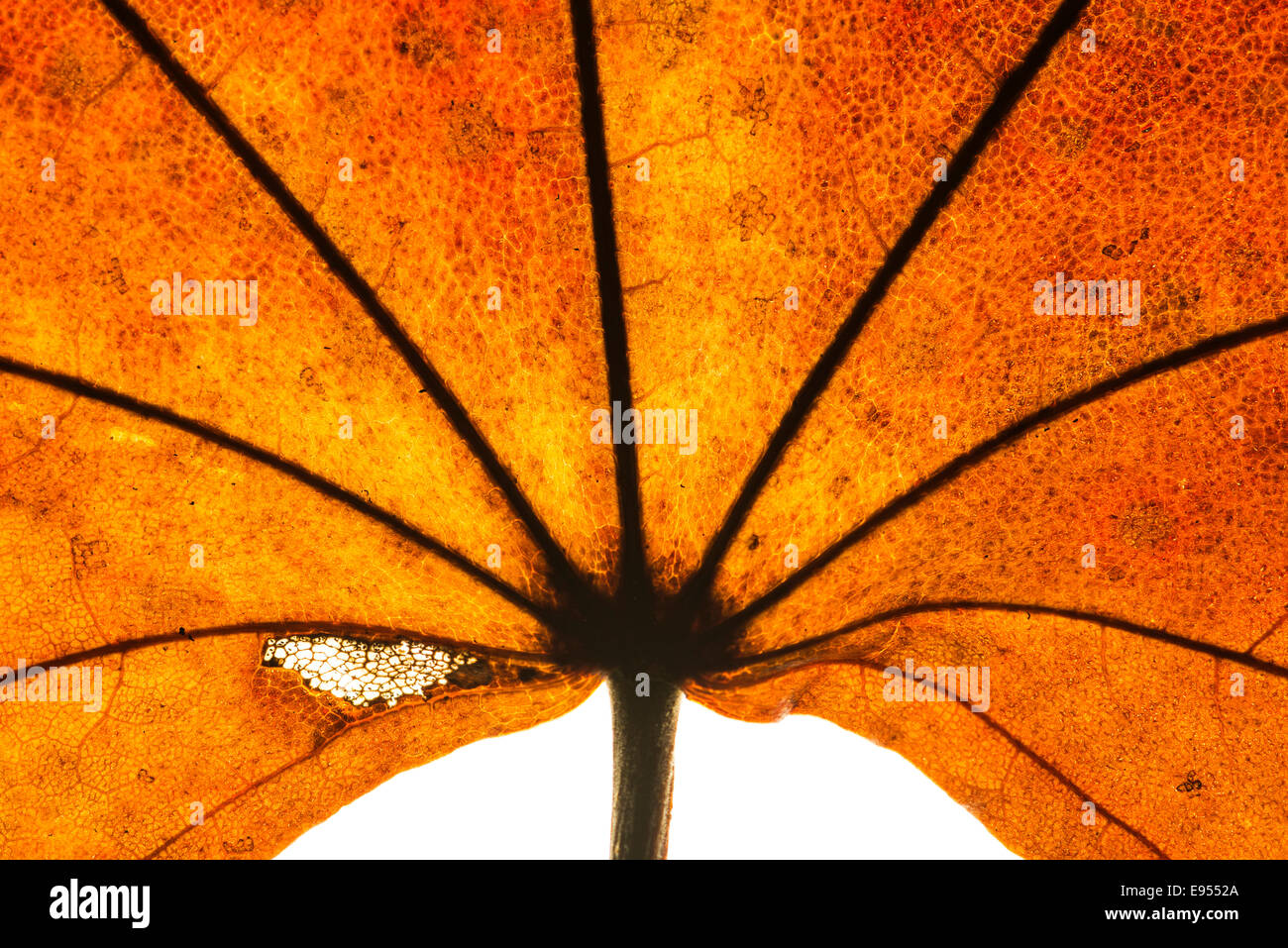 Blatt-detail Stockfoto