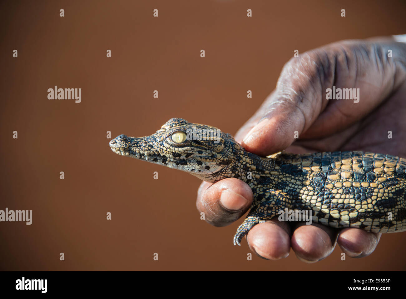 Hände halten junge Nilkrokodile (Crocodylus Niloticus), farm Crocodile, Otjiwarongo, Namibia Stockfoto