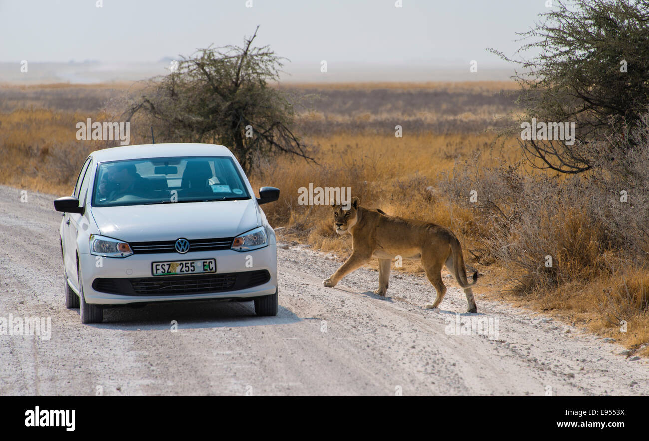 Löwin (Panthera Leo) überqueren der Straße neben einem Auto, Etosha Nationalpark, Namibia Stockfoto