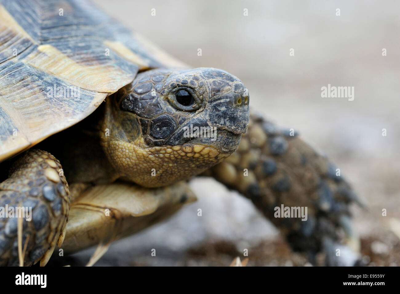 Mediterrane Sporn-thighed Tortoise (Testudo Graeca), Porträt, Provinz Pleven, Bulgarien Stockfoto