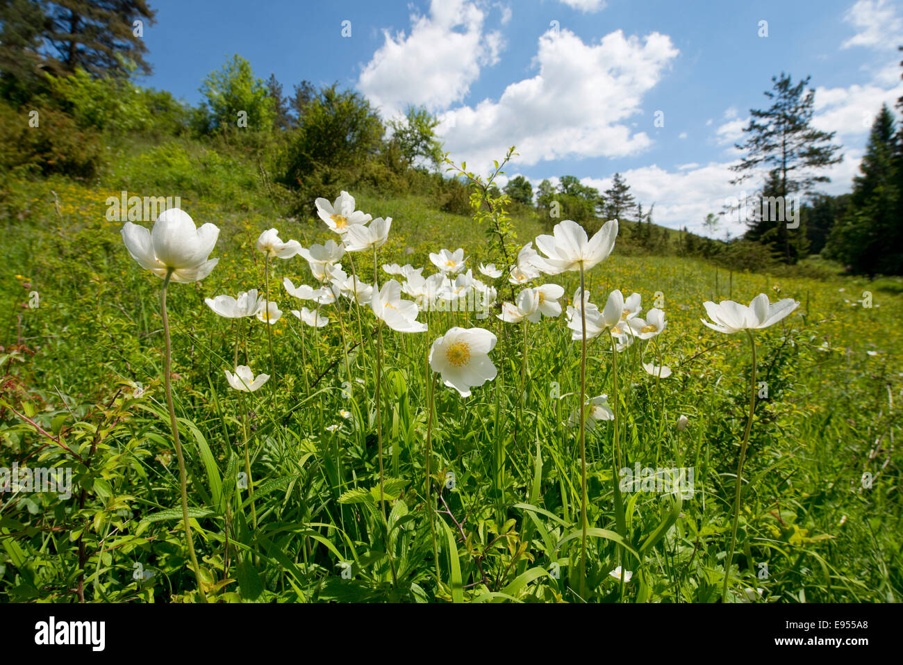 Schneeglöckchen-Anemonen (Anemone Sylvestris), Blumen, Thüringen, Deutschland Stockfoto