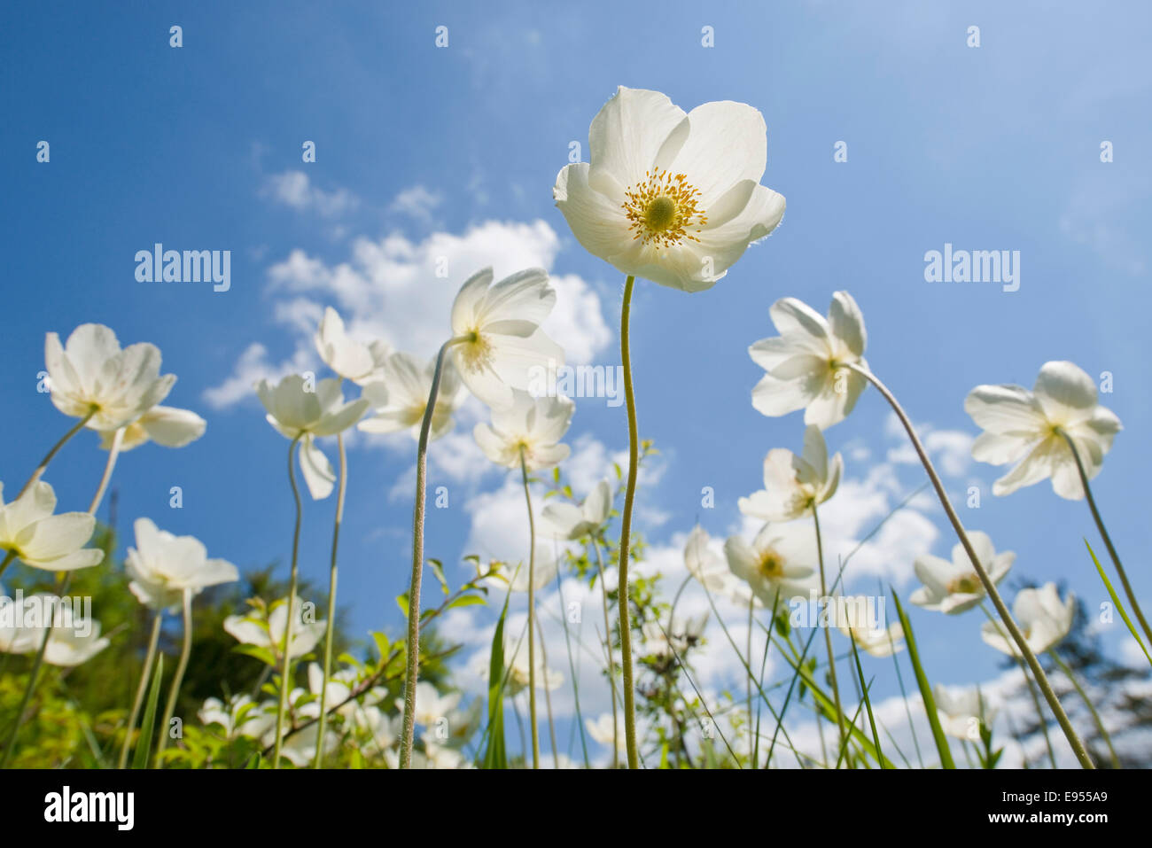 Schneeglöckchen Anemonen (Anemone Sylvestris) Blüten vor blauem Himmel, Thüringen, Deutschland Stockfoto