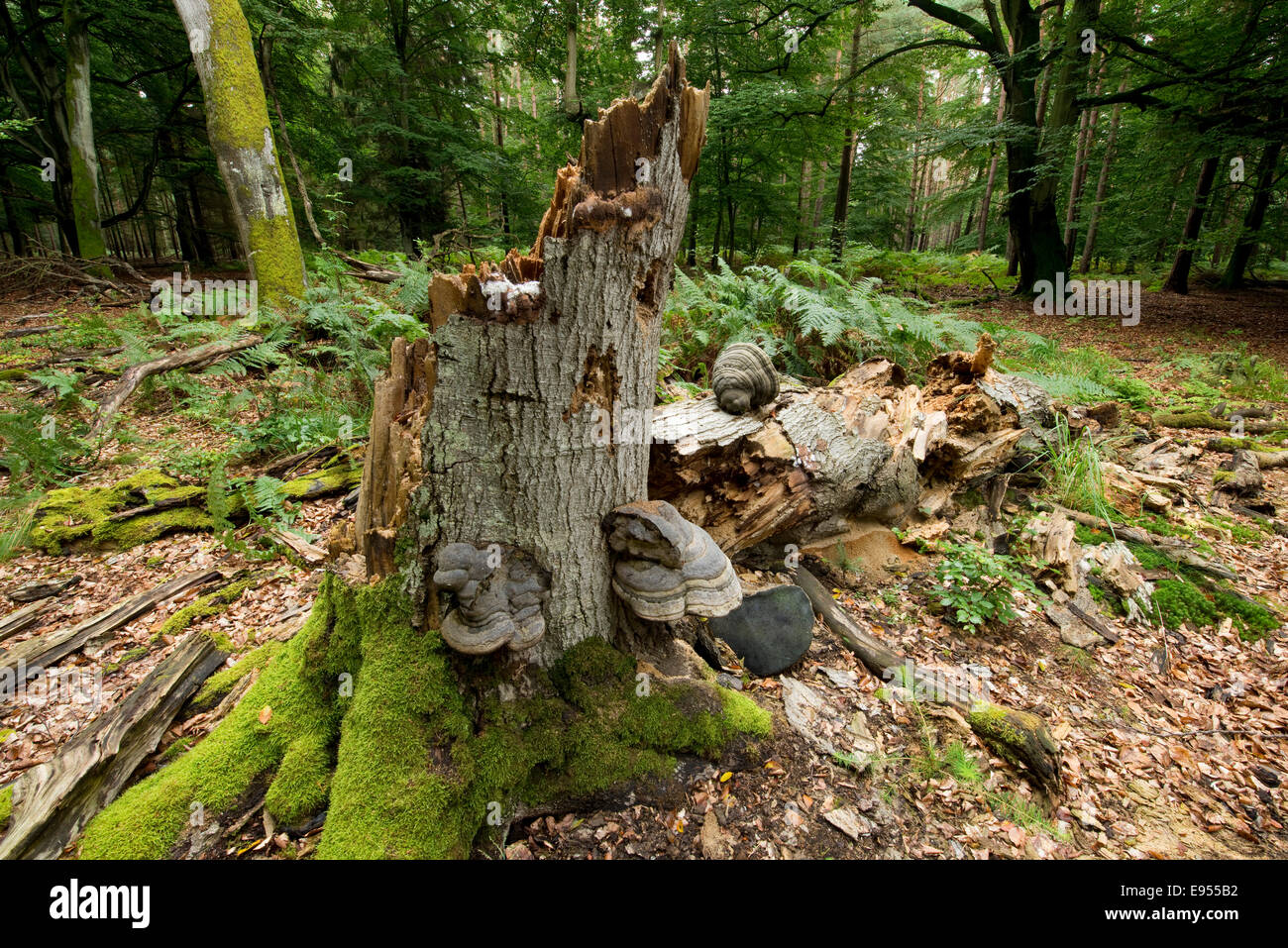Toten und gefallenen Buche (Fagus Sylvatica), wertvolle Totholz, Darß, Western Region Nationalpark Vorpommersche Stockfoto