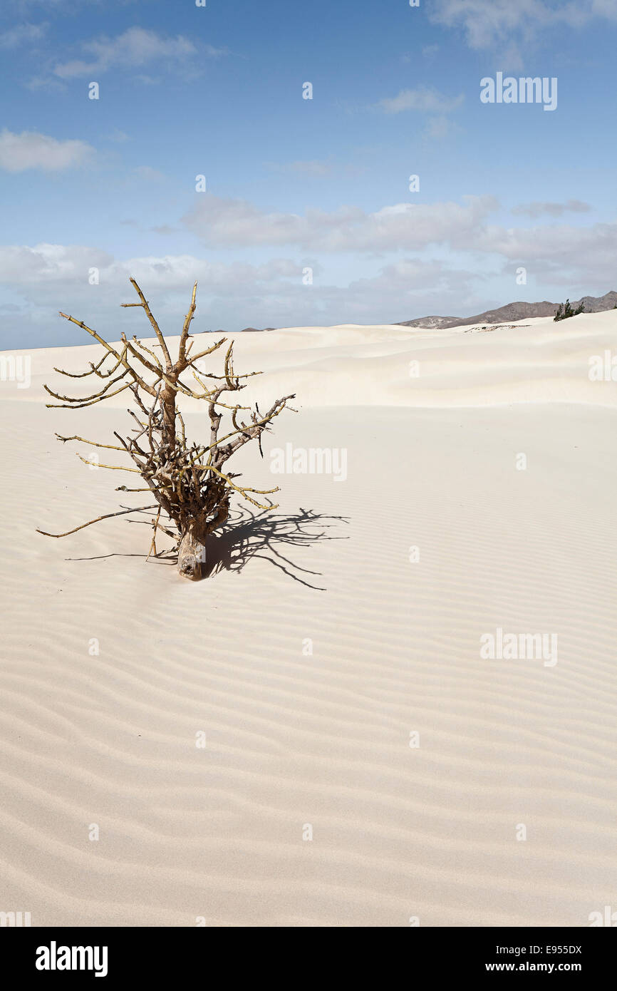 Toter Baum in den Sanddünen der Wüste Deserto Viana, Insel Boa Vista, Kap Verde, Republik Cabo Verde Stockfoto