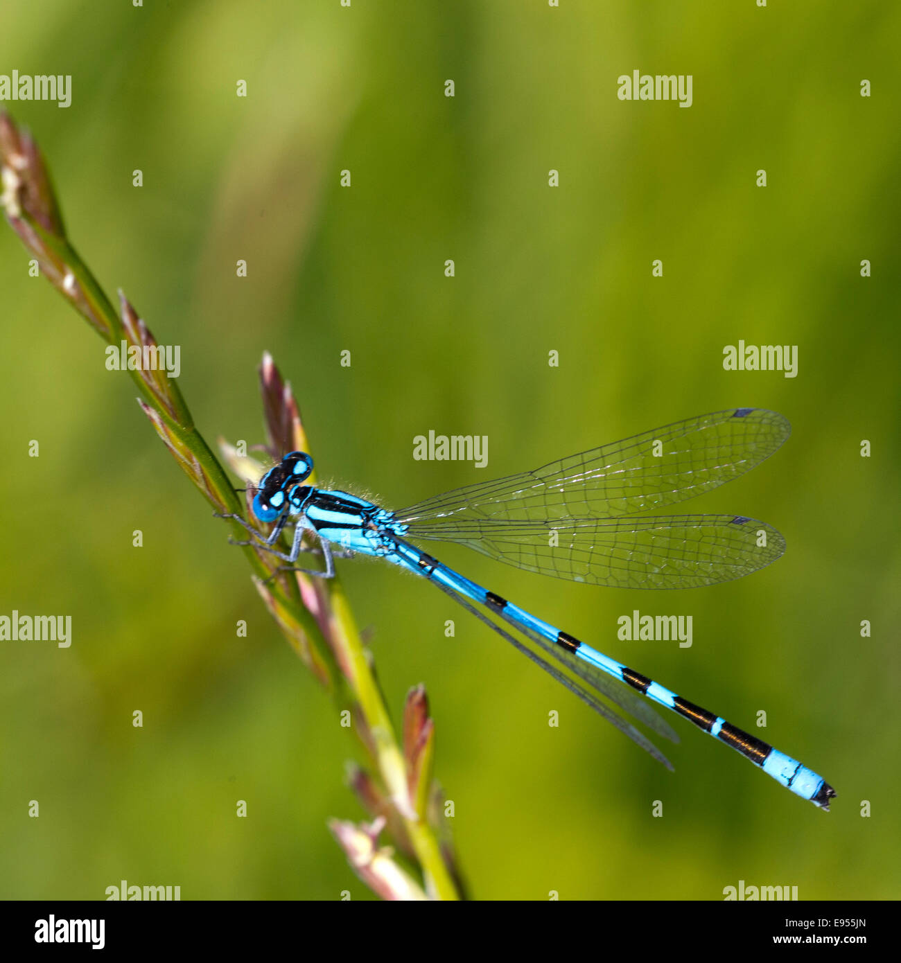 Gemeinsamen Blue Damselfly, Männlich, thront auf Rasen, The Lizard, Cornwall, England, UK. Stockfoto