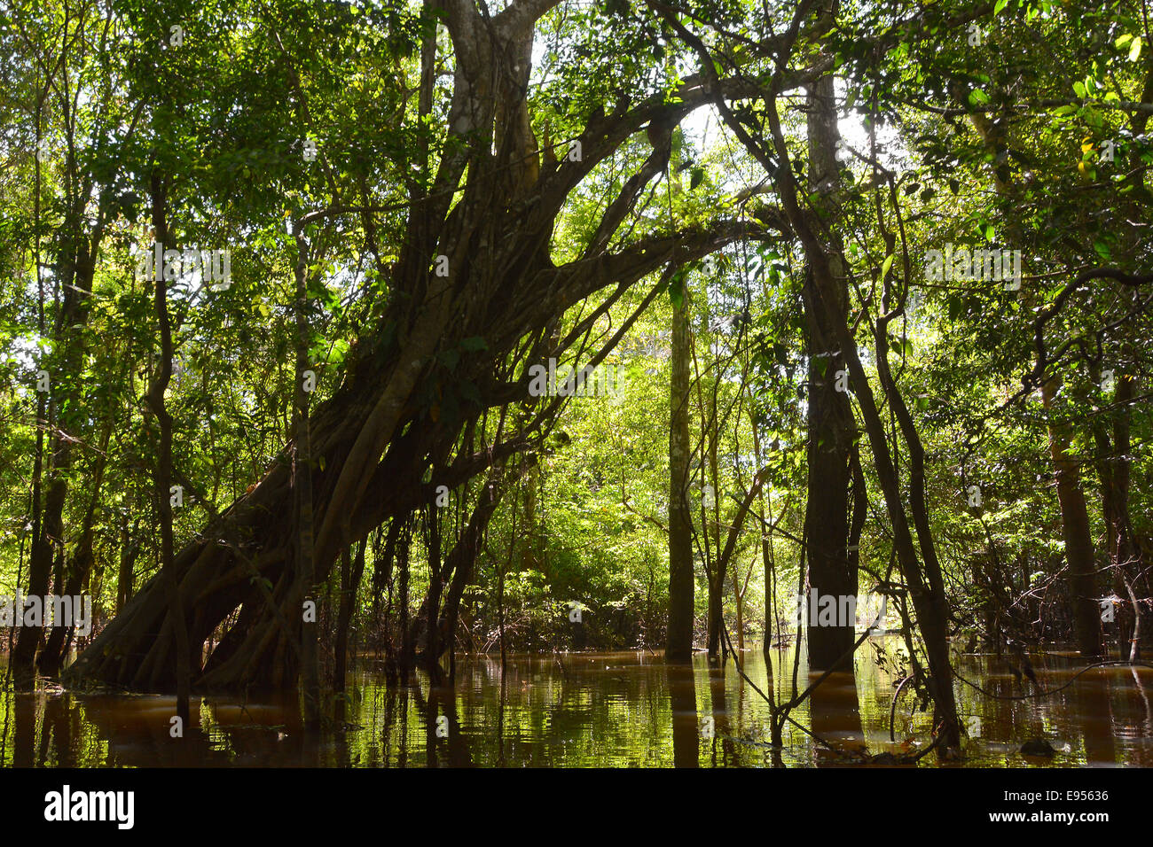 Riesige Regenwald-Baum in den überfluteten Várzea Wald, Mamirauá Nationalpark, Manaus, Amazonas, Brasilien Stockfoto
