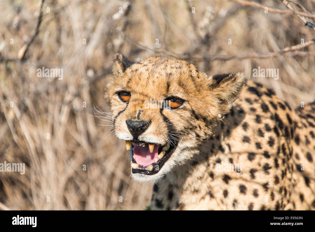 Gepard (Acinonyx Jubatus), Khomas, Namibia Stockfoto