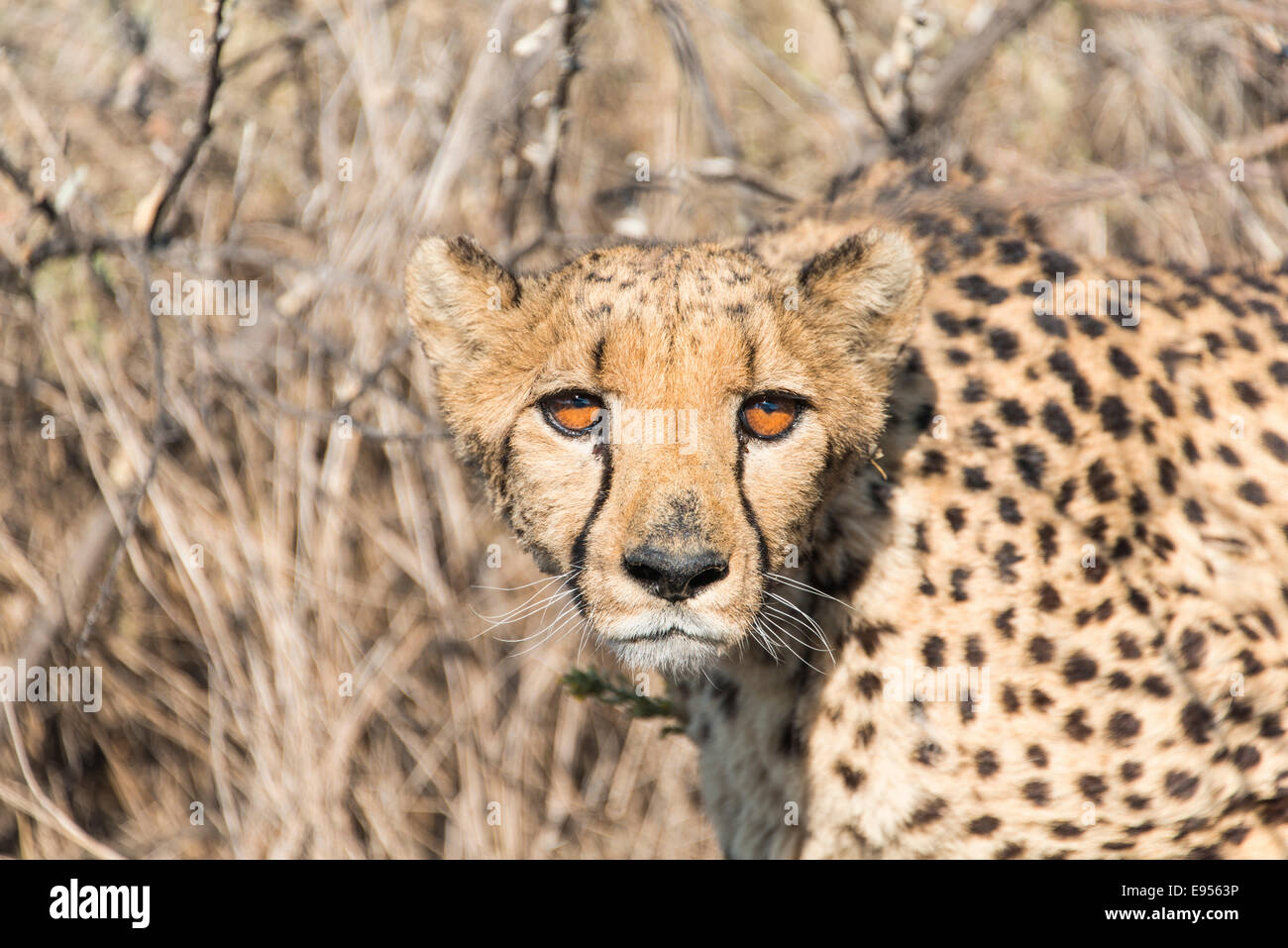 Gepard (Acinonyx Jubatus), Khomas, Namibia Stockfoto