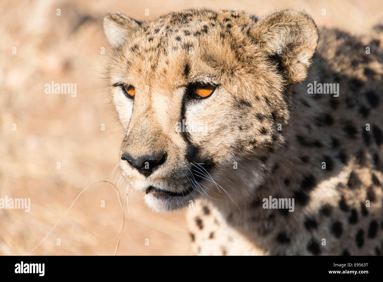 Gepard (Acinonyx Jubatus), Khomas, Namibia Stockfoto