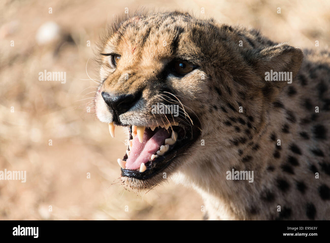 Gepard (Acinonyx Jubatus), Khomas, Namibia Stockfoto