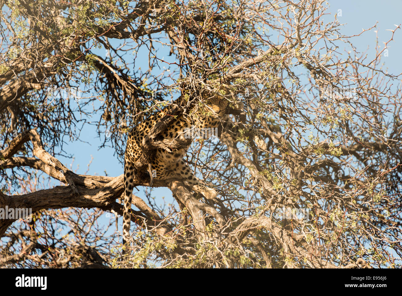 Leopard (Panthera Pardus) thront auf dem Baum, Camoflaged, Namibia Stockfoto