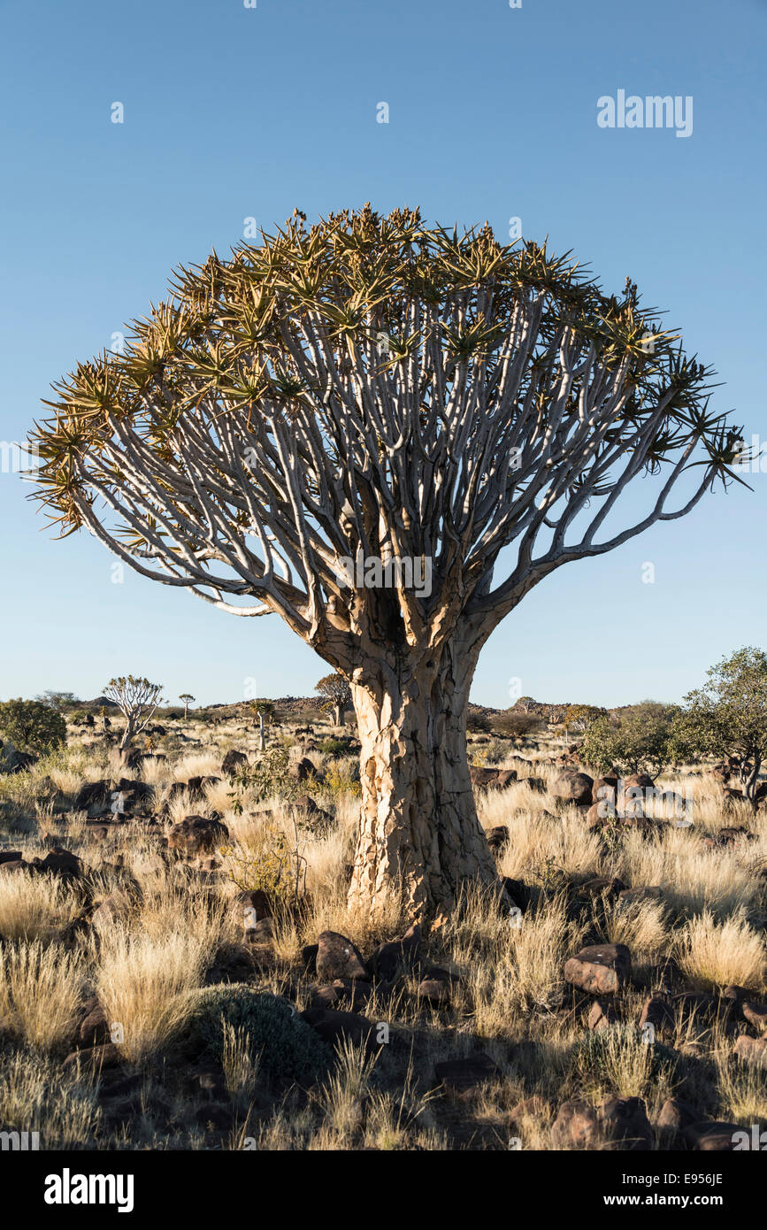 Köcher Baum oder Kokerbaum (Aloe Dichotoma), in der Nähe von Keetmanshoop, Namibia Stockfoto