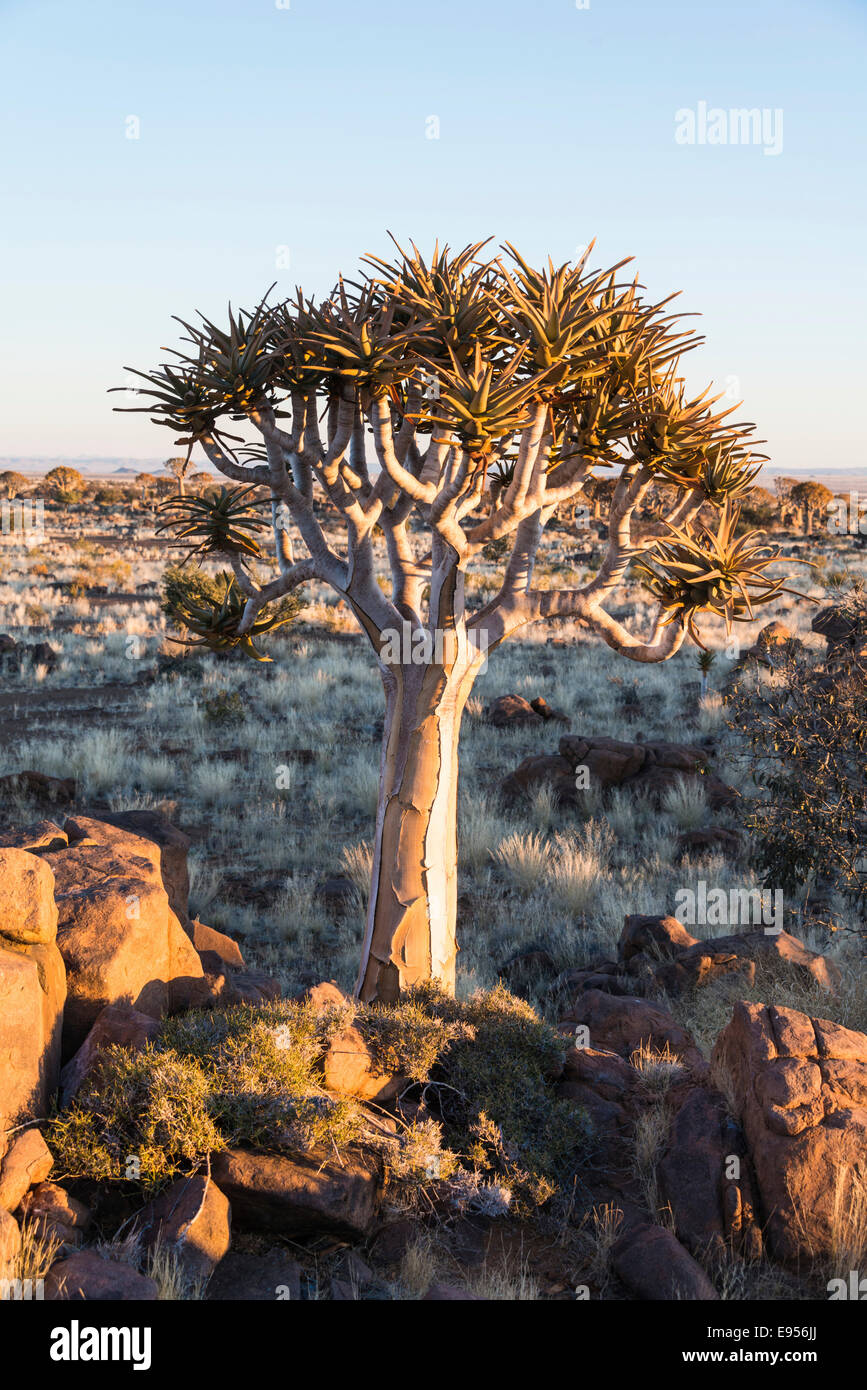 Köcher Baum oder Kokerbaum (Aloe Dichotoma), in der Nähe von Keetmanshoop, Namibia Stockfoto