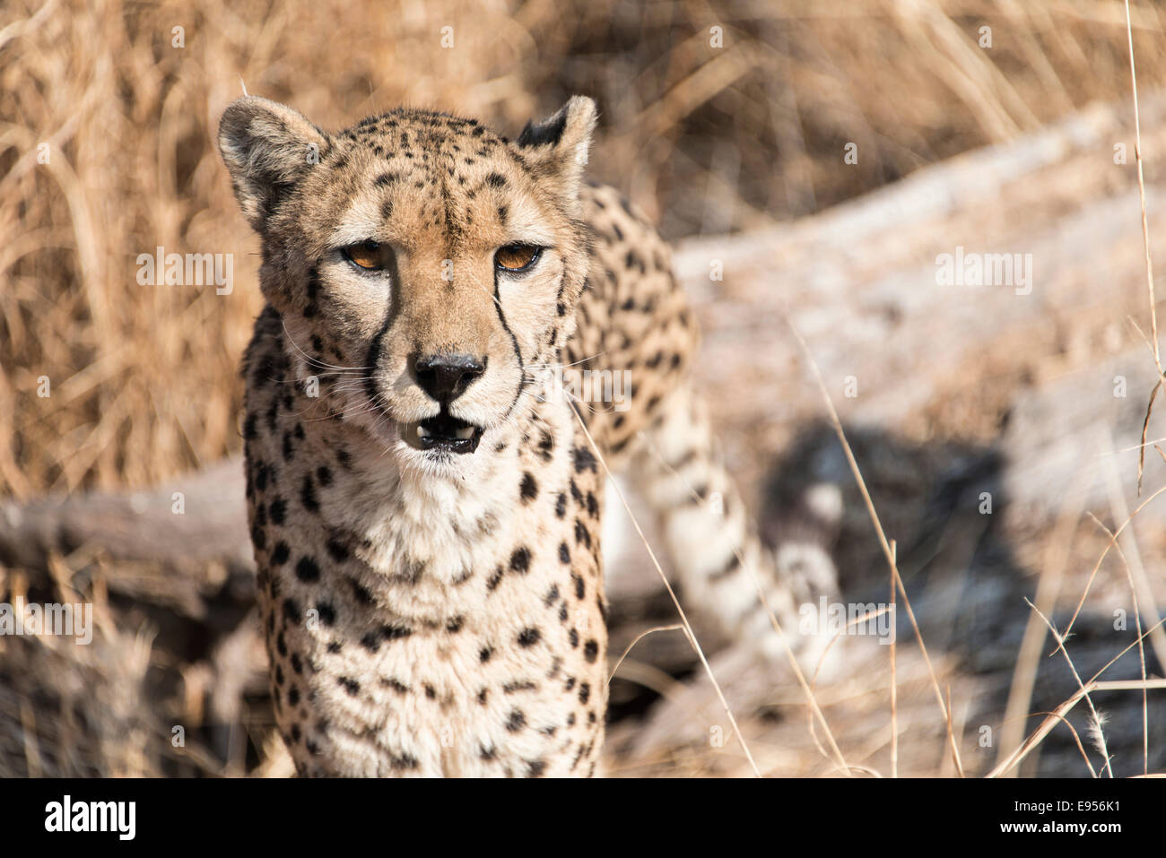 Gepard (Acinonyx Jubatus), Namibia Stockfoto