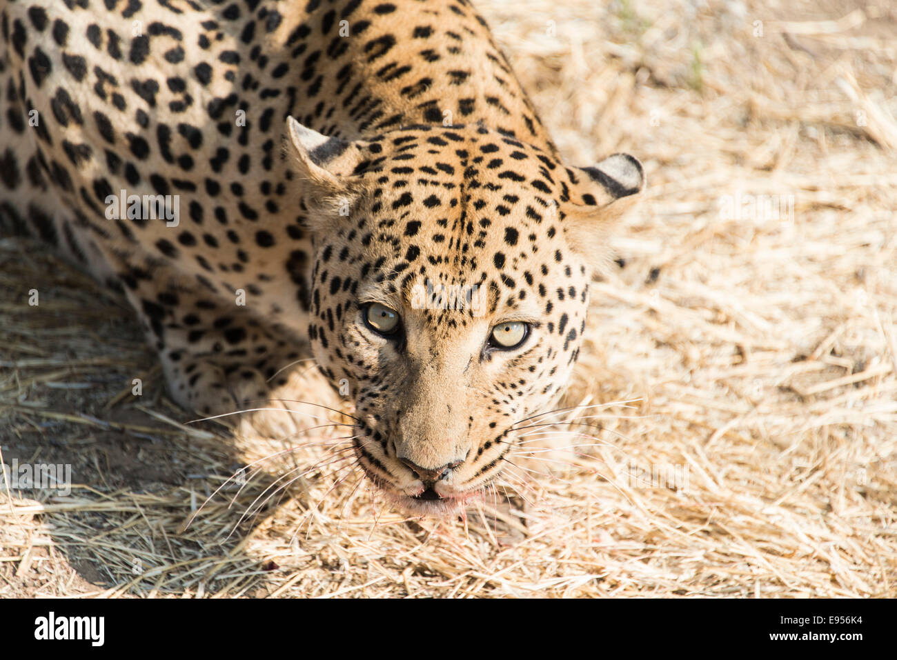 Leopard (Panthera Pardus), Namibia Stockfoto