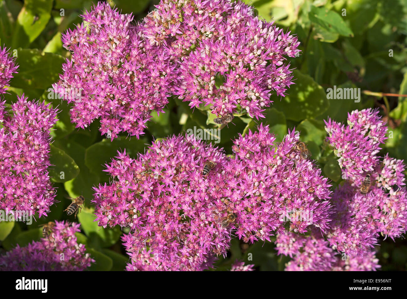 Fetthenne (Sedum X telephium) mit Honigbienen (Apis) Stockfoto