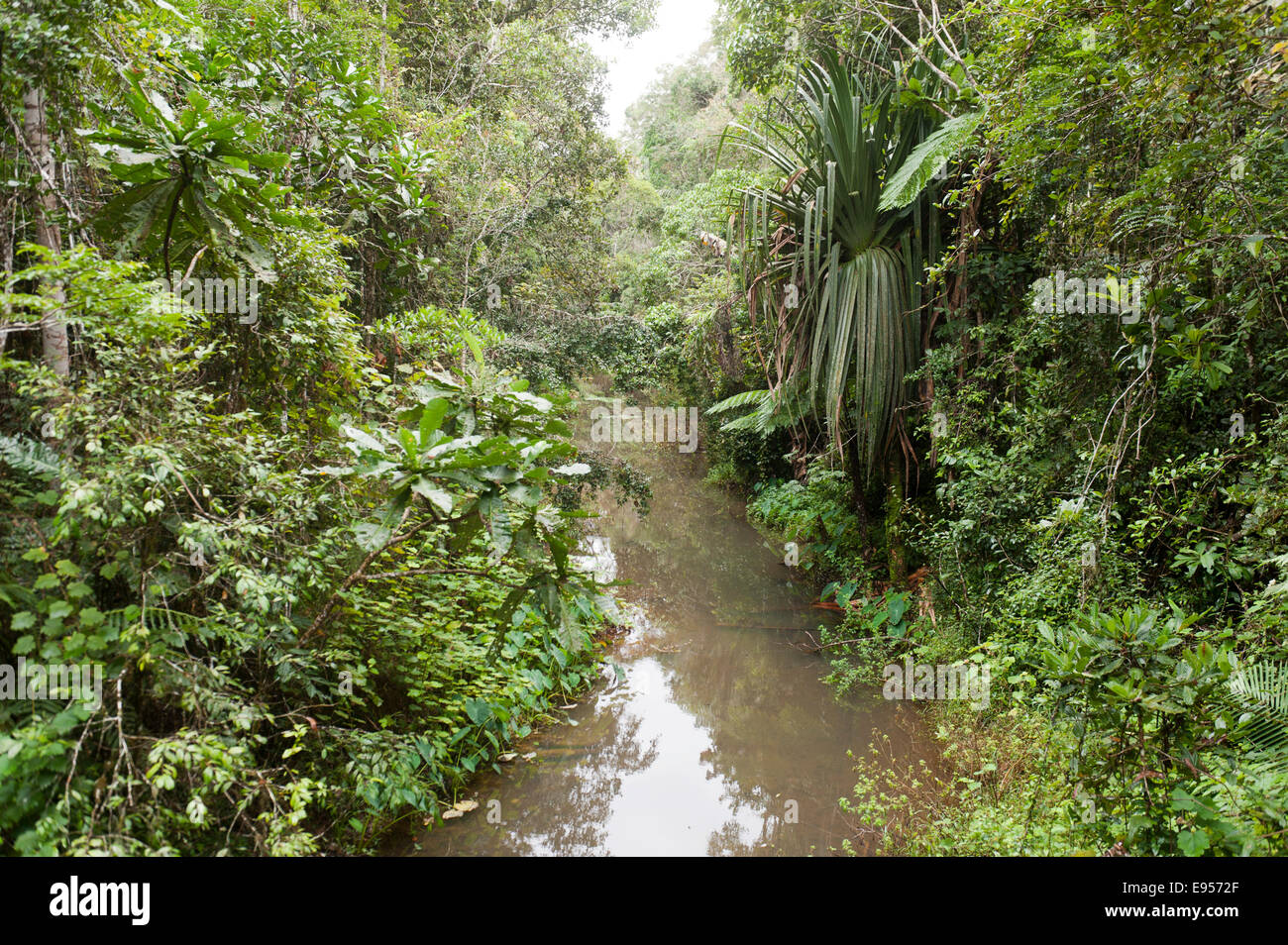 Bach fließt durch dichten Dschungel, Urwald, Andasibe-Mantadia Nationalpark, Alaotra Mangoro Region, Madagaskar Stockfoto