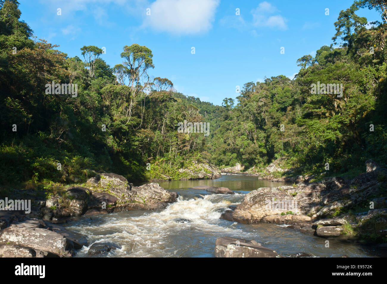 Bach, kleiner Wasserfall im Dschungel, Urwald, Nationalpark Ranomafana, Provinz Fianarantsoa, Madagaskar Stockfoto