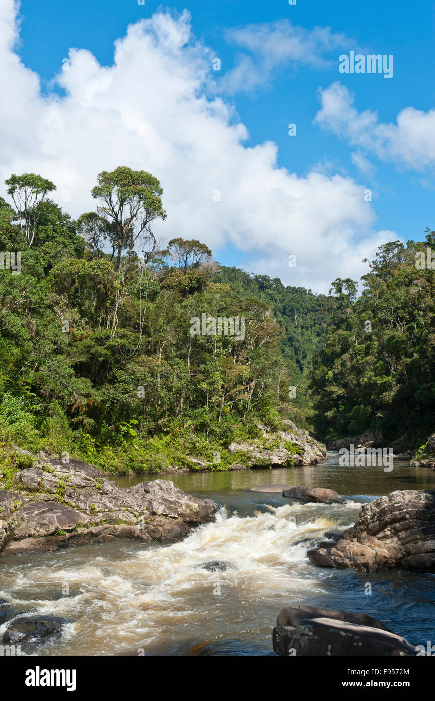 Bach, kleiner Wasserfall im Dschungel, Urwald, Nationalpark Ranomafana, Provinz Fianarantsoa, Madagaskar Stockfoto