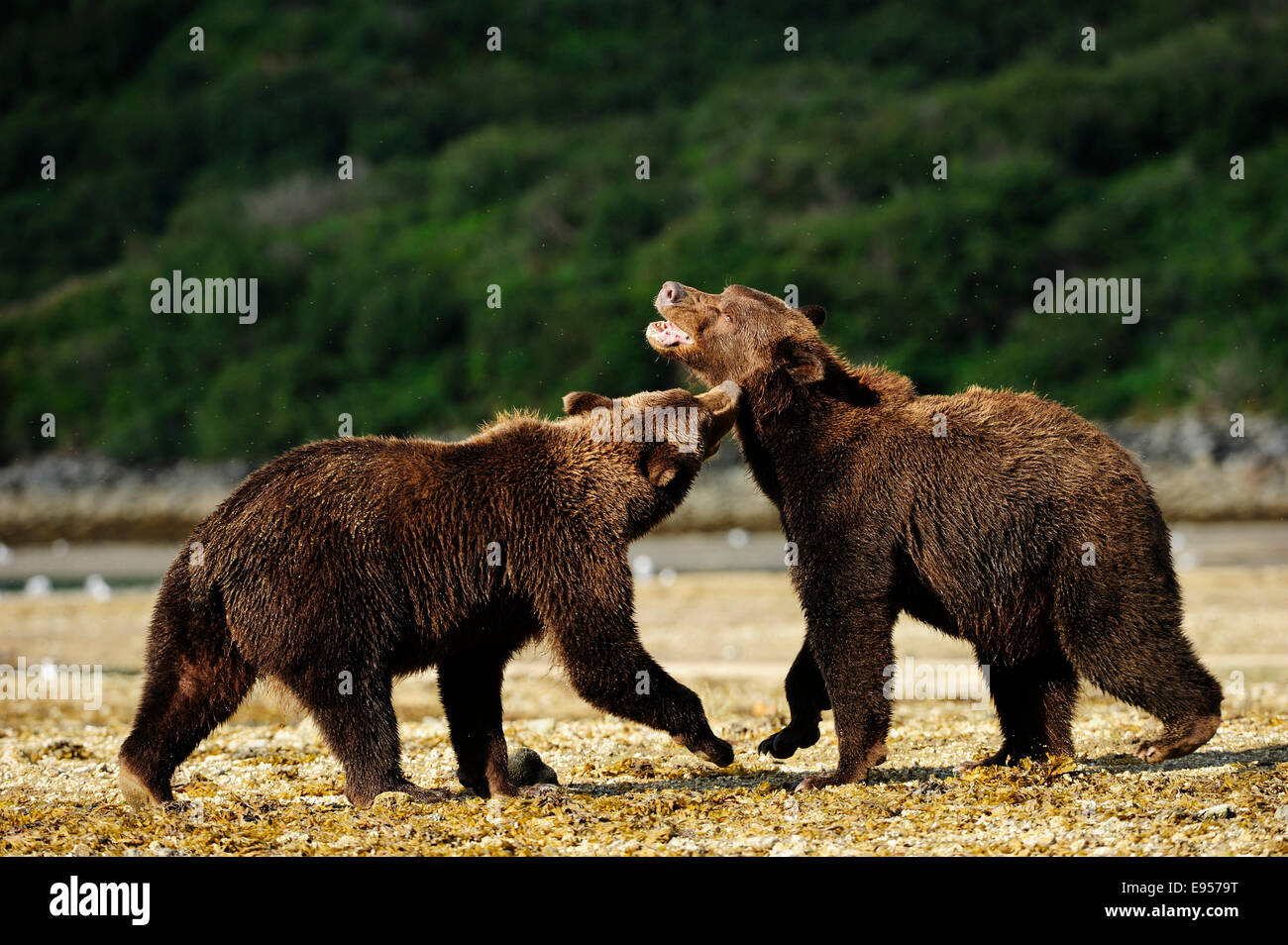 Zwei Braunbären (Ursus Arctos) Spiel-kämpfen miteinander, Katmai Nationalpark, Alaska Stockfoto