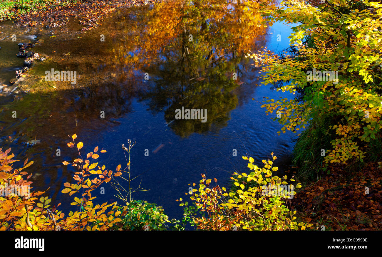 Herbst am Minnowburn buchen, Belfast, Nordirland Stockfoto