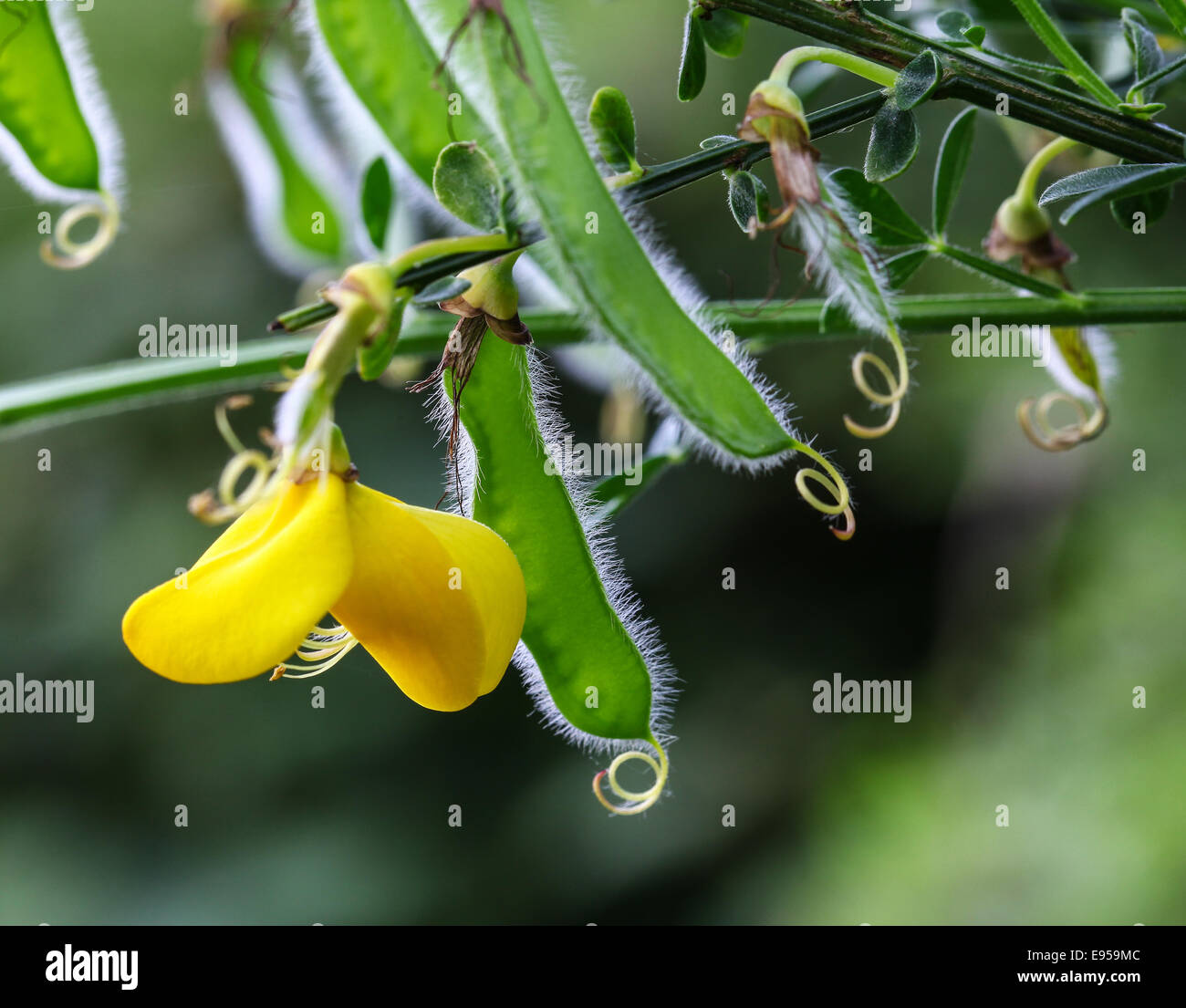Eine Nahaufnahme von einer gemeinsamen Ginster (Cytisus Scoparius) einzelne Blume Nahaufnahme der gelben Blüten und Samenkapseln Stockfoto