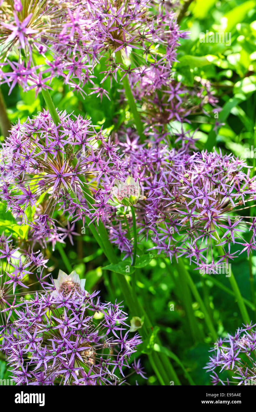 Die lila und rosa Blüten ein Allium Giganteum 'Globemaster' Anlage Stockfoto