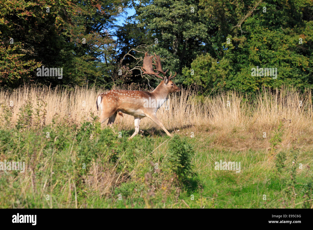 Damwild buck, Dama Dama Stainborough Parklandschaft, Barnsley, South Yorkshire, England, UK. Stockfoto