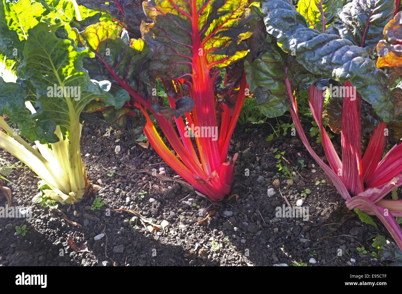 Ein mangoldblatt Stockfotos und -bilder Kaufen - Alamy