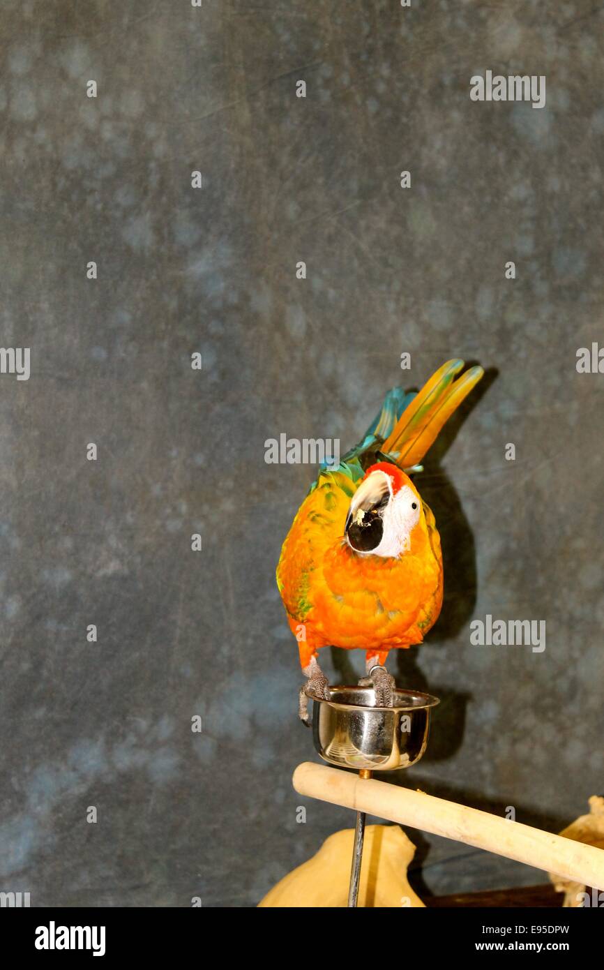 Orange Sie glücklich, ich bin hier Stockfoto