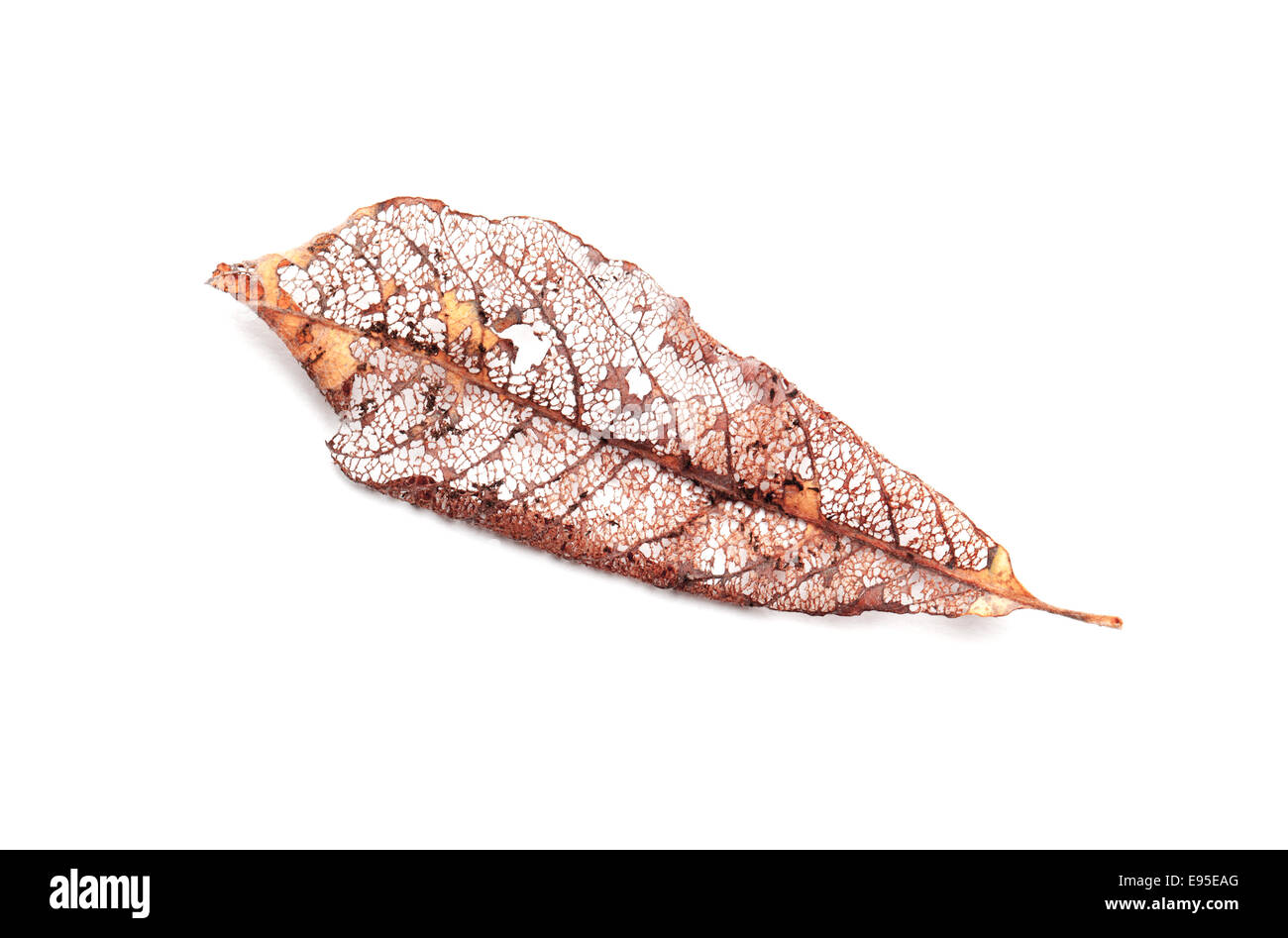 Dry Orange strukturiert herbstlichen Blatt isoliert auf weißem Hintergrund Stockfoto Dry Orange strukturiert herbstlichen Blatt isoliert auf weißem Hintergrund Stockfoto
