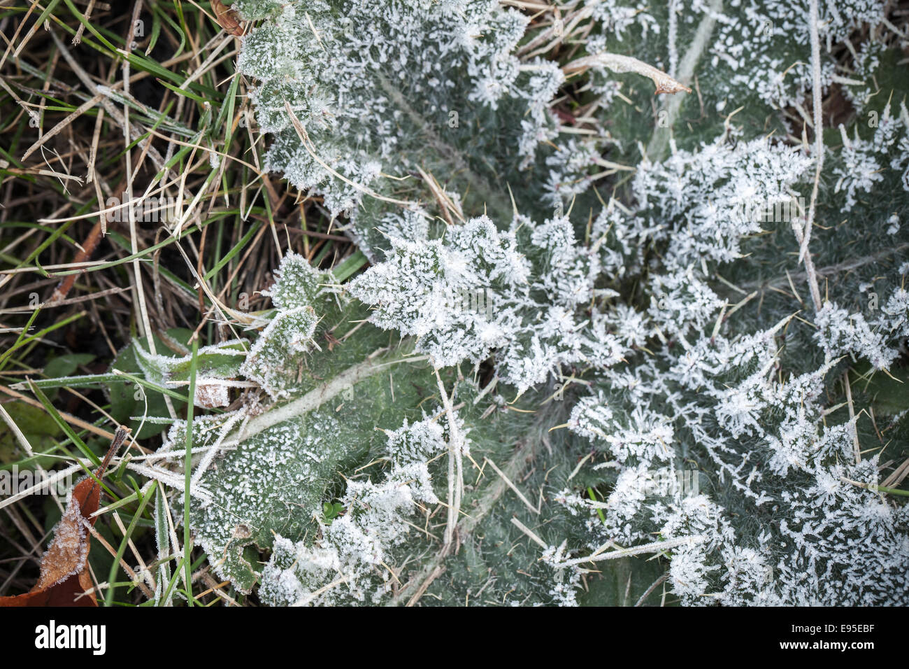 Frische Frost auf dem grünen Rasen verlässt, Makro-Foto mit selektiven Fokus Stockfoto