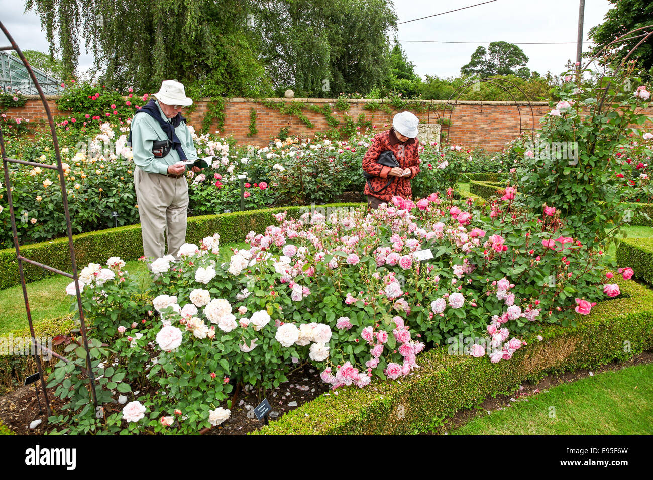 David Austin Rosengarten Albrighton, Shropshire, England, Großbritannien Stockfoto