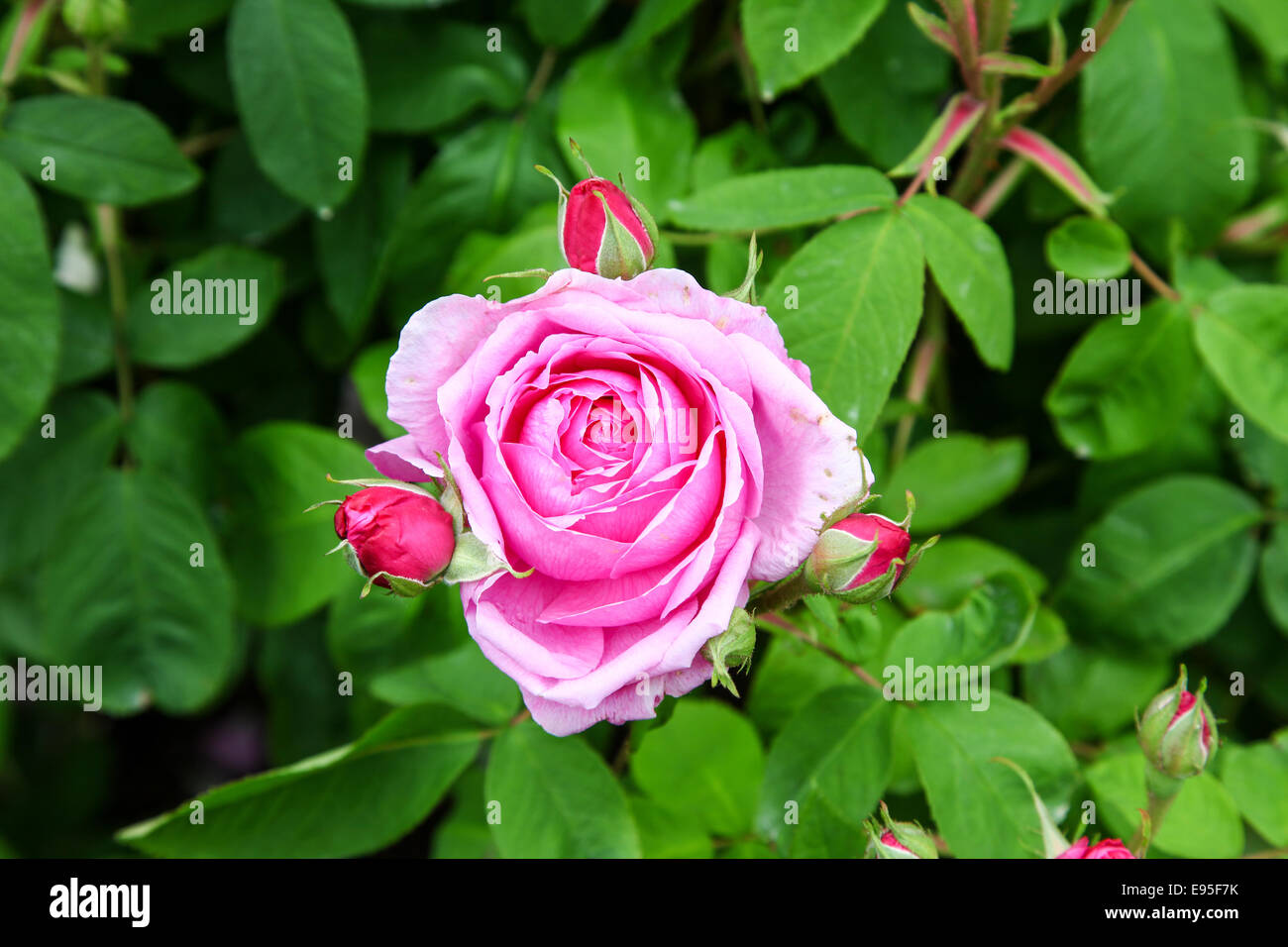 Eine 'Comte De Chambord' Portland Old Rose oder Rosa Blume und 3 Knospen, eine David Austin Rose Stockfoto