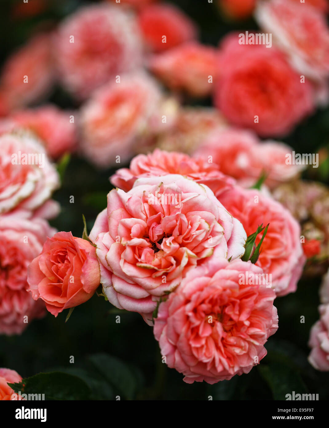 Die rosa, roten Blüten von "Sweet Wonder" David Austin halbe Standard stieg Stockfoto