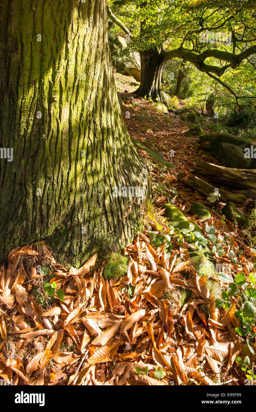 Reifer süßer Kastanienbaum mit interessanter Rinde und herbstlichen Blättern. Birchover, Derbyshire, England. Stockfoto