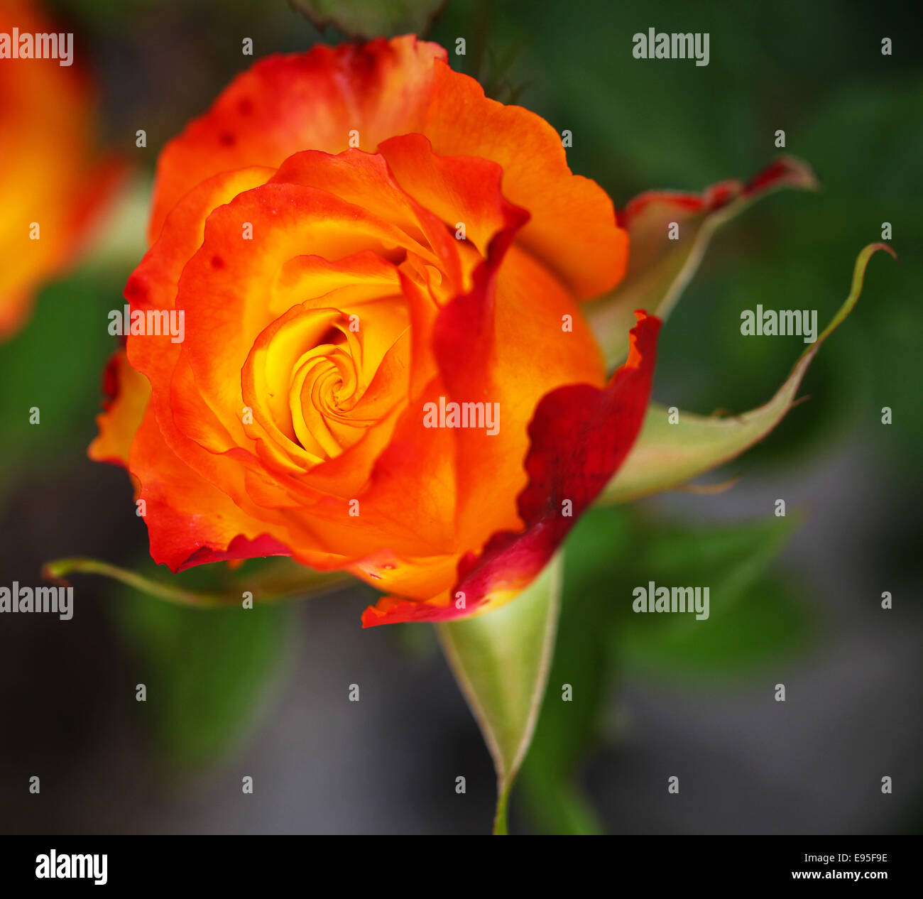 Nahaufnahme der Blütenblätter einer David Austin orange Rose Blume namens 'Pat Austin', benannt nach seiner Frau. Stockfoto