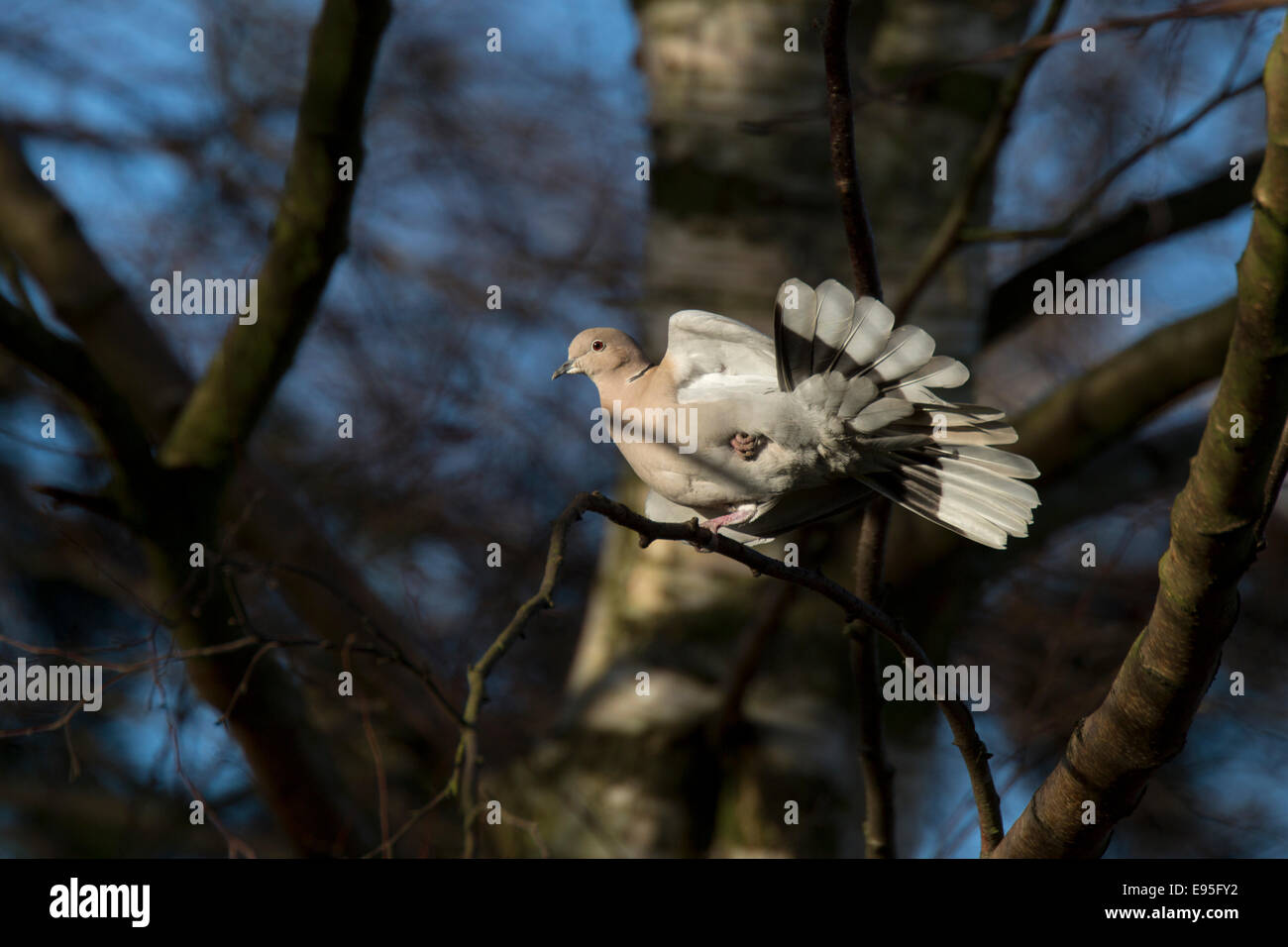 Eurasian Collared Dove Sreptopelia Decaocta Erwachsene auf thront in einer Silber-Birke fanning Schwanzspitze Stockfoto