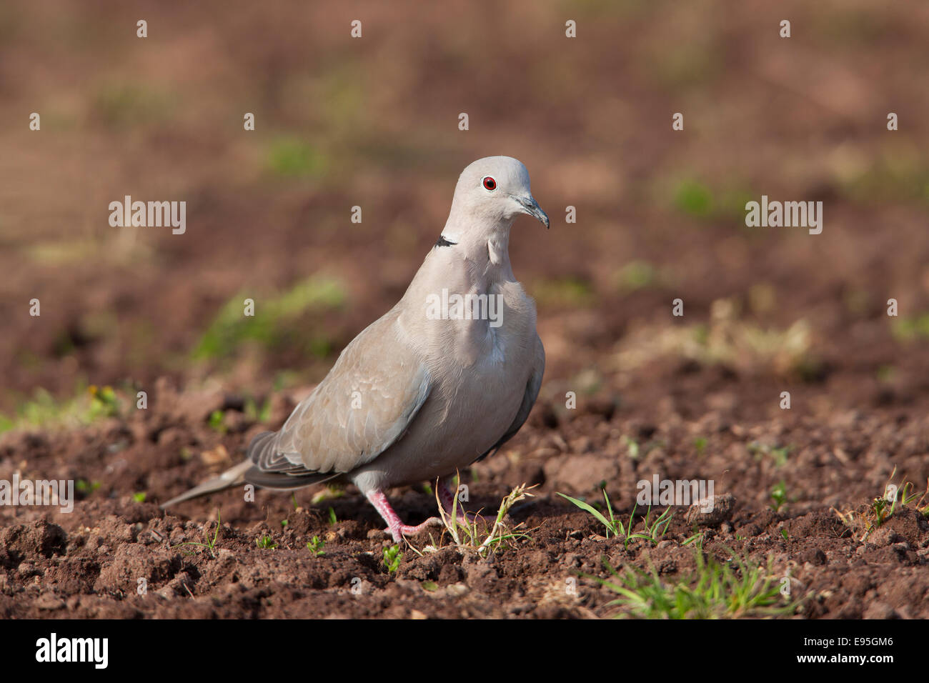 Eurasian Collared Dove Sreptopelia Decaocta Erwachsenen auf dem Boden Stockfoto