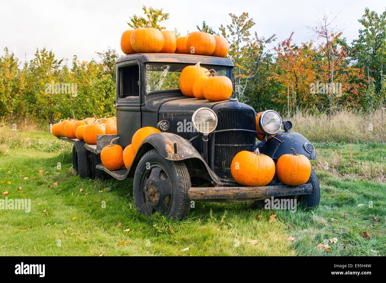 Kürbisse auf alten LKW Stockfoto