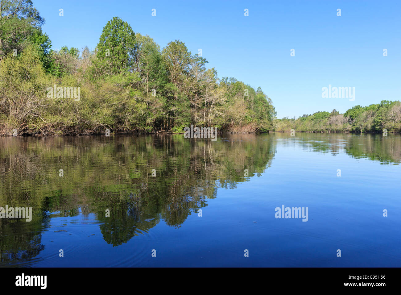 Bates Old River mit Begrünung Vegetation im Frühjahr.  Congaree Nationalpark, South Carolina, Frühling. Stockfoto