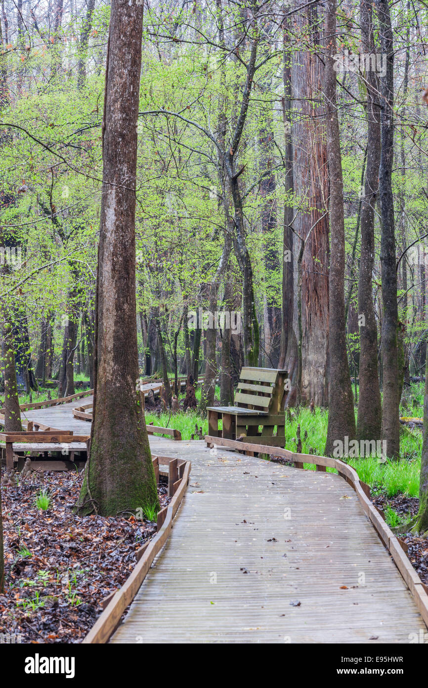 Congaree Nationalpark Promenade durch ein Wasser-Tupelo dominiert mit Begrünung Seggen im Frühjahr. Stockfoto