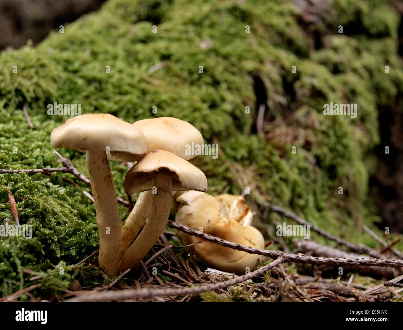 Pilze wachsen auf einem faulenden Baumstamm, ein Vertreter der Gattung Pholiota, Holz Fäulnis Saprobes Pilze, Dorset, Großbritannien Stockfoto