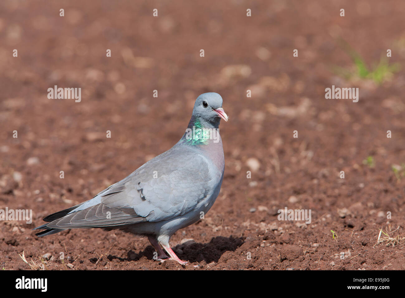 Hohltaube Columba Oenas Erwachsenen auf dem Boden Stockfoto