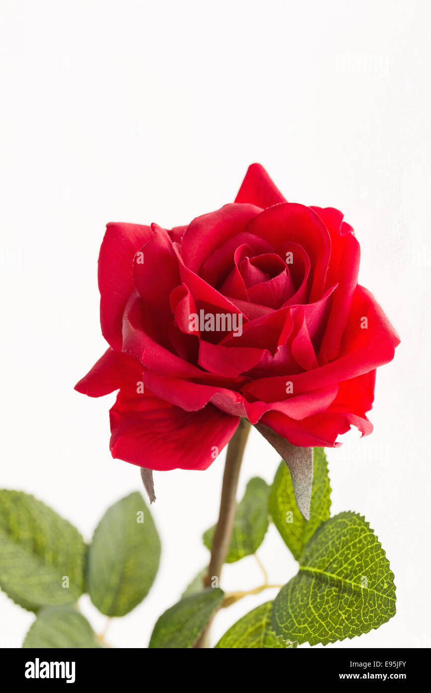 Einzelne rote Rose - Studio gedreht mit weißem Hintergrund Stockfoto