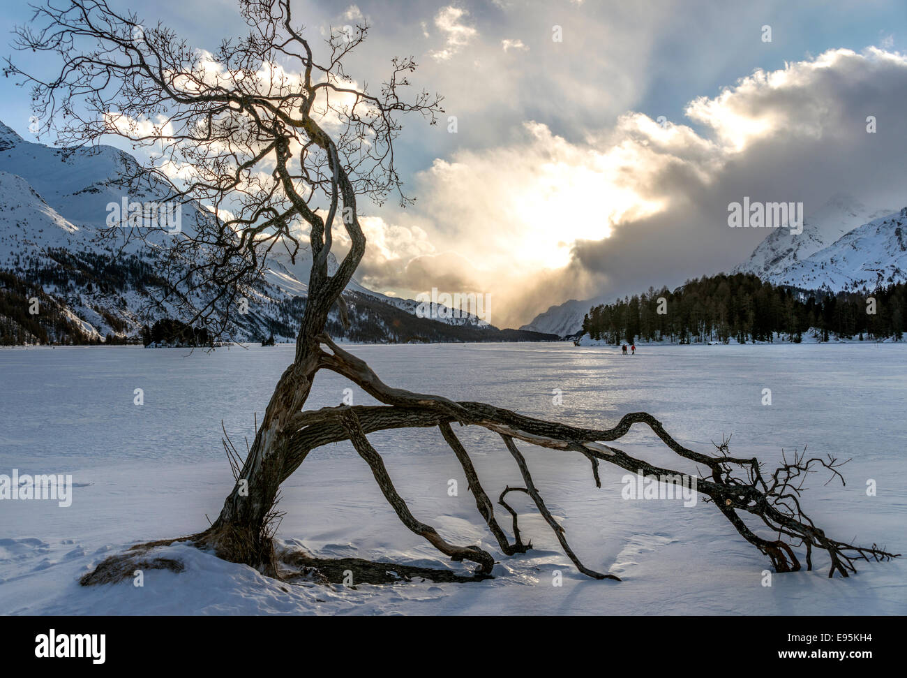 Windgeformter Baum in einer Winterlandschaft am Sils-See, Sils-Maria, Engadin, Schweiz Stockfoto