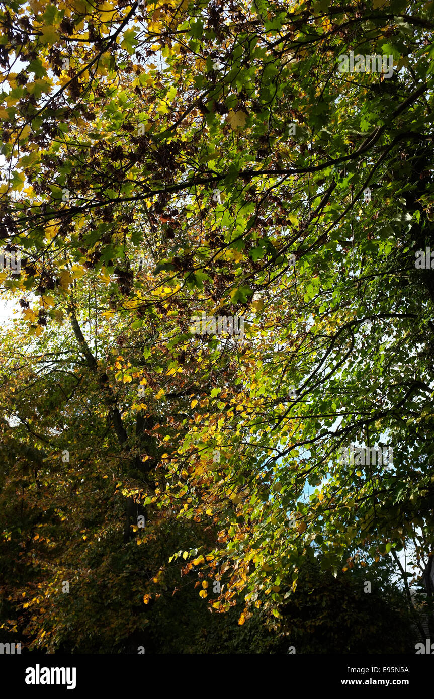 Buche im Herbst Herbst, Blätter, die Farbe wechseln. Stockfoto