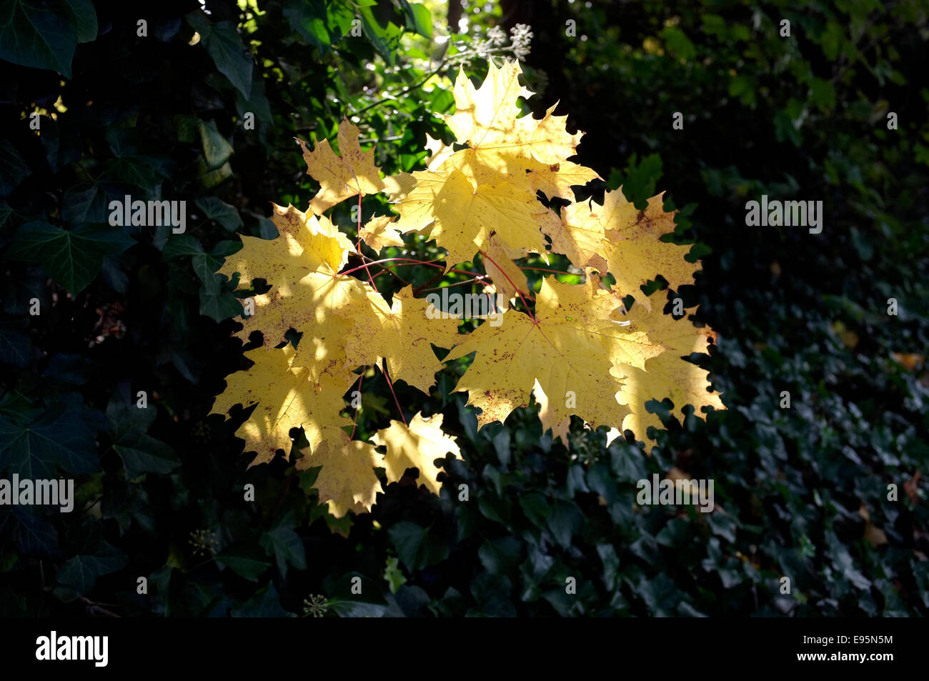 Eine Auflistung der Blätter gelb in der Farbe, hinterleuchtet mit Sonnenlicht. Stockfoto