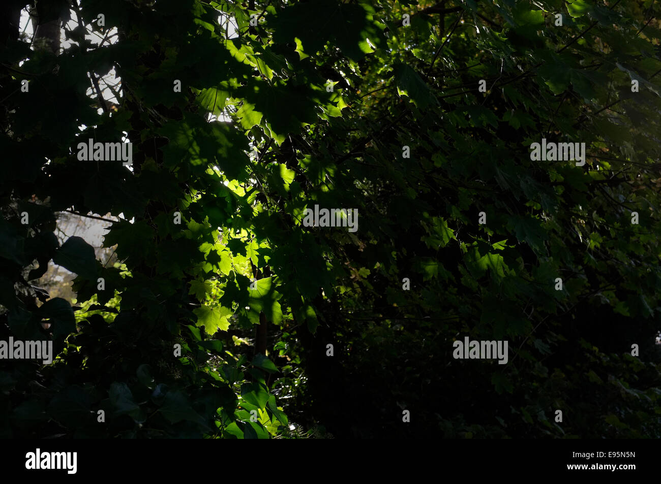 Hinterleuchtete grüner Baumblätter. Stockfoto