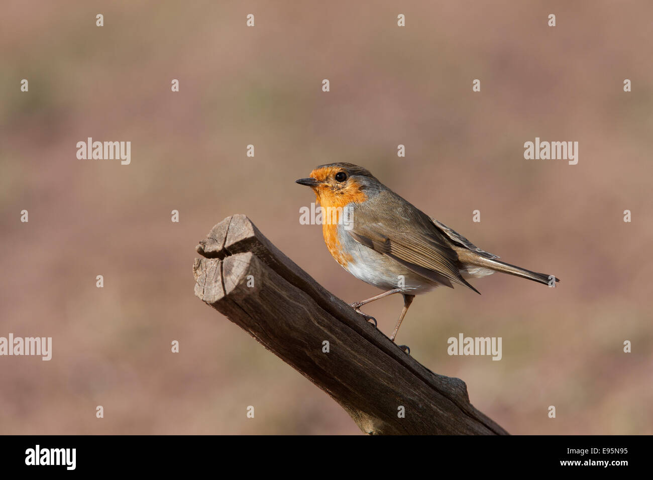 Rotkehlchen Erithacus Rubecula Erwachsenen thront auf einem Ast Stockfoto